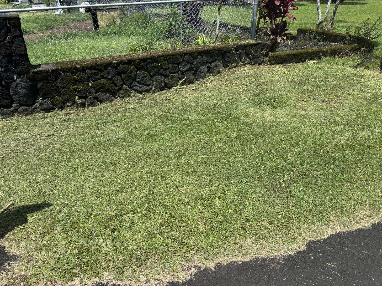 Freshly cut grass clippings along the wall line moments after mowing